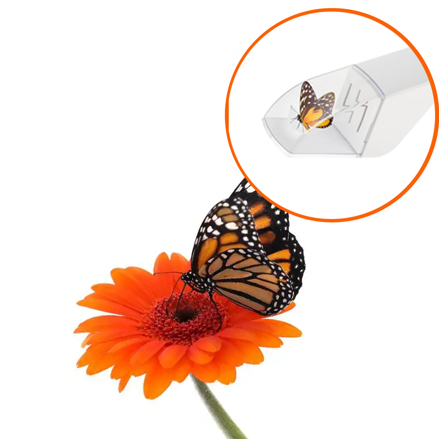 Fly Trap Insect Catcher Moth F - Fruit Roll Up review and price